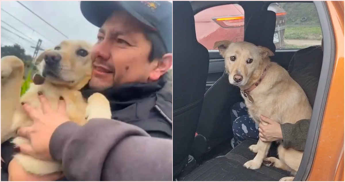 Hallazgo Milagroso: Mascota Perdida Reaparece Tras Trágica Muerte de su Dueño