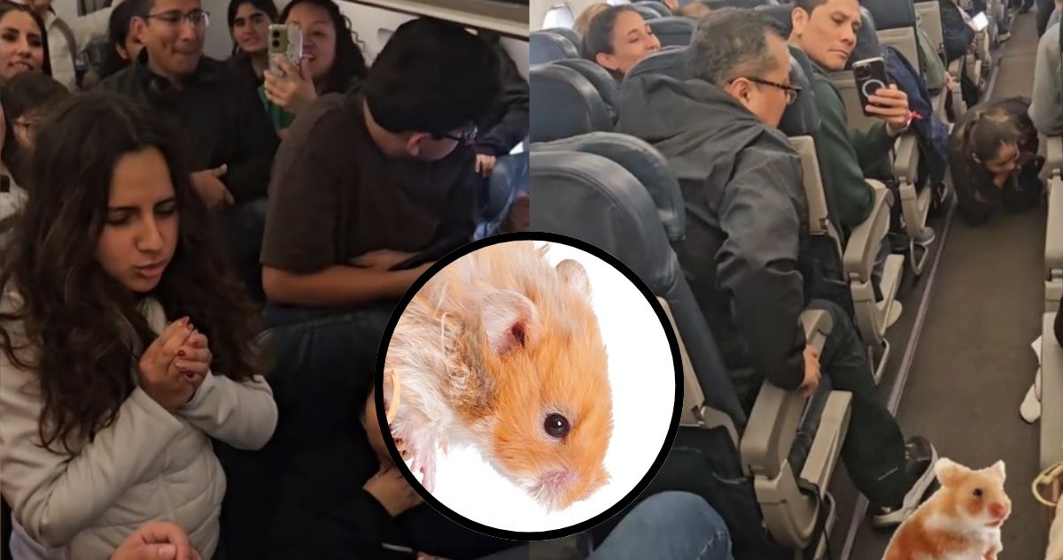 Hámster Fugitivo Causa Caos en Vuelo de Latam: Retraso de 3 Horas y Viral Sensación