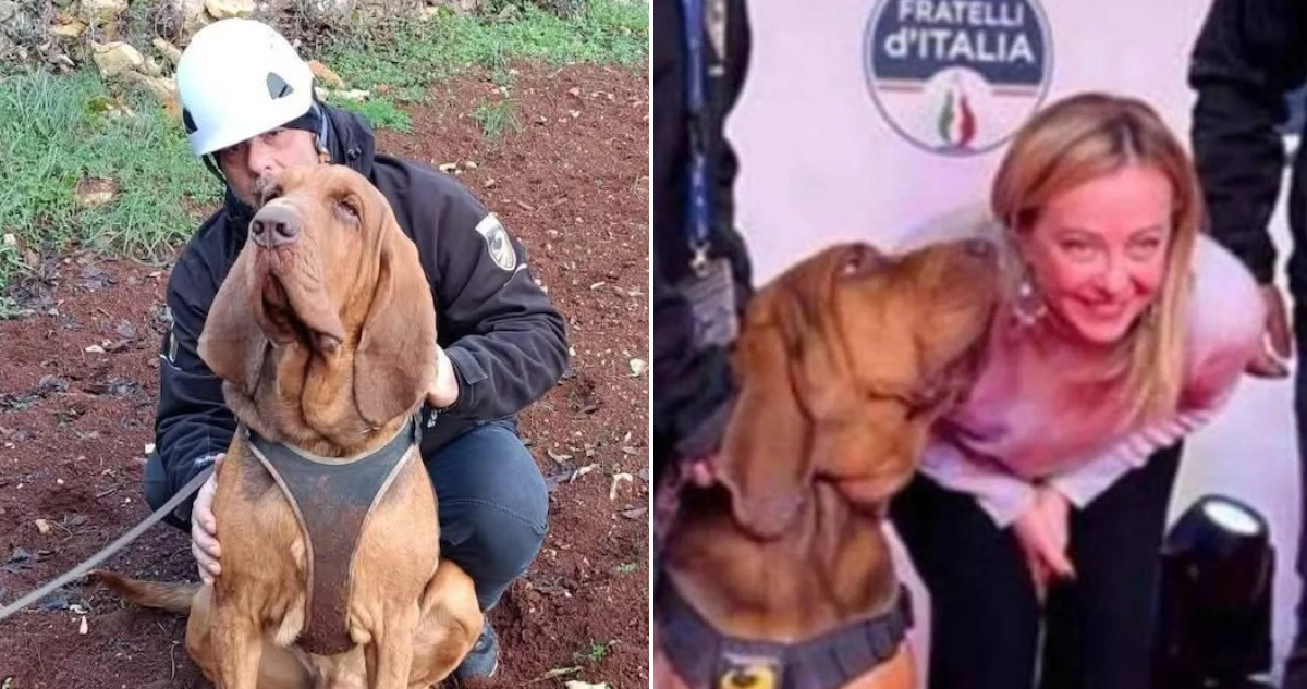 Héroe canino asesinado a traición: La trágica muerte del perro de rescate Bruno en Italia