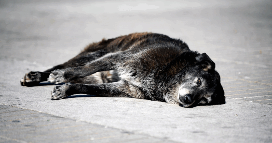 Investigan Presunto Faenamiento de Perros en Antofagasta: Fiscalía Abre Caso Penal