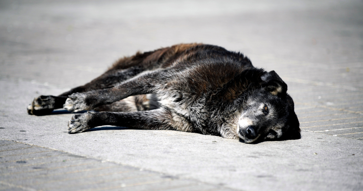 Investigan Presunto Faenamiento de Perros en Antofagasta: Fiscalía Abre Caso Penal