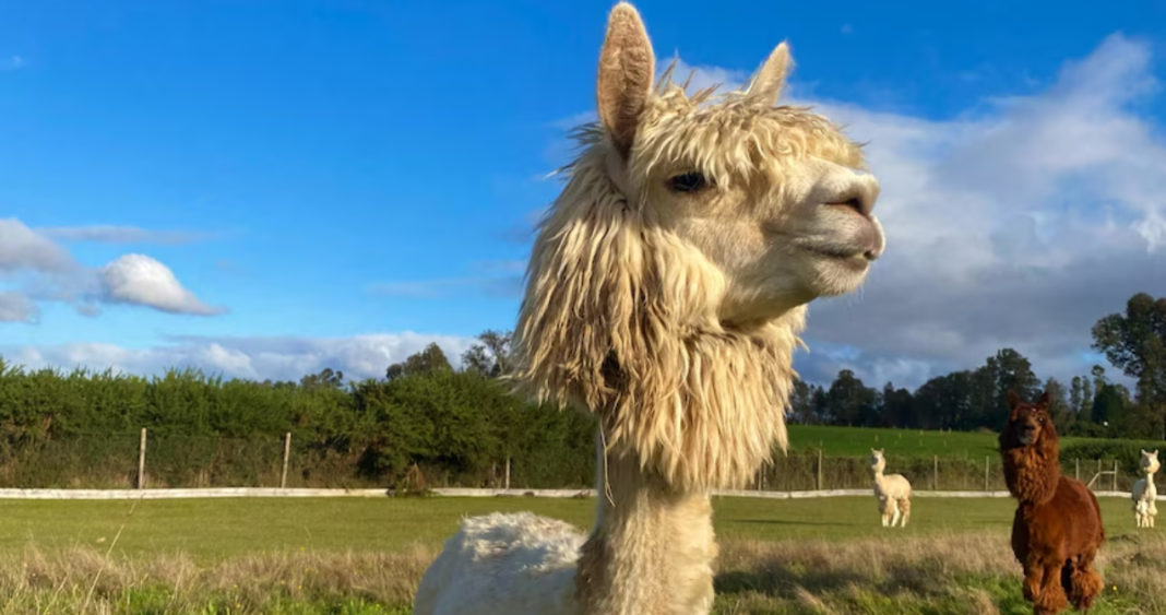 La Alpaca Chilena que Ayuda a Desarrollar la Vacuna Contra el Mortal Virus Hendra