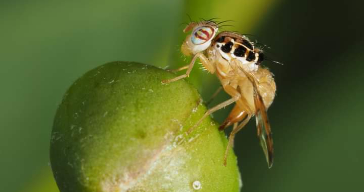 La Mosca del Mediterráneo: Cuando una Plaga Agrícola Desata una Batalla Comercial entre Perú y Chile