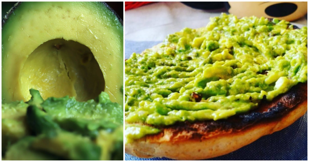 La Palta, el Oro Verde de Chile: Récord de Producción y Consumo Interno