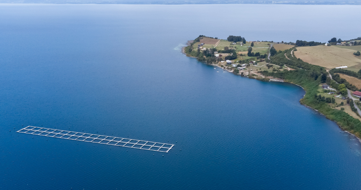 Municipios de Lago Llanquihue demandan a empresa por grave escape de salmones