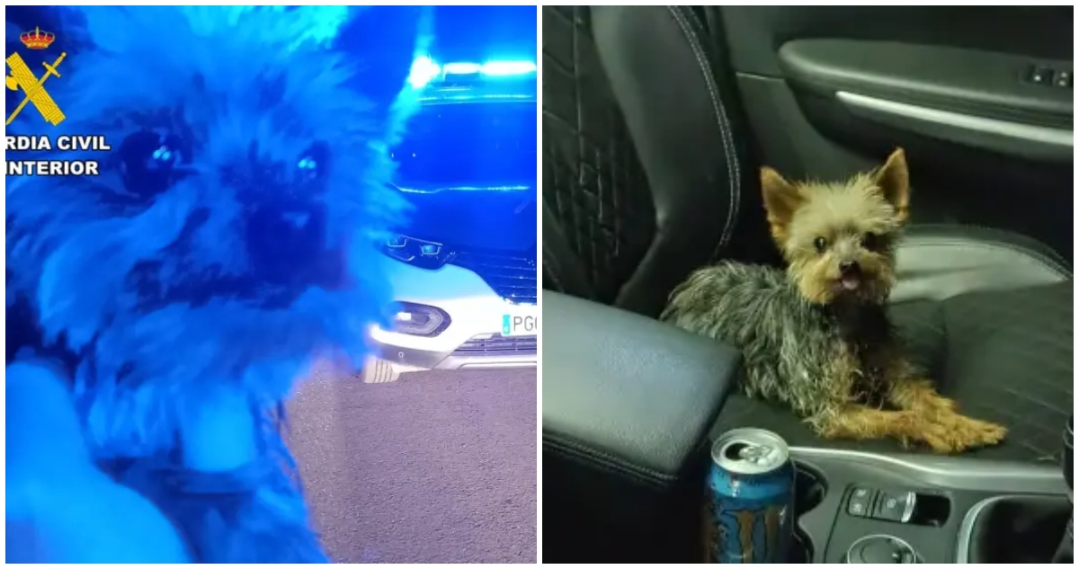 Perro Héroe: Ladridos Salvaron a su Dueño Caído en Zaragoza