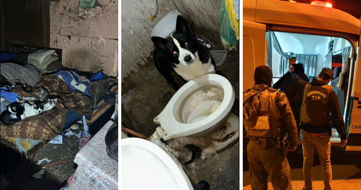 Rescatan a 49 animales de deplorables condiciones en Coquimbo