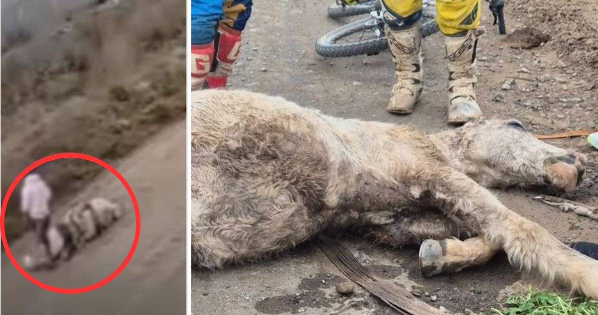 Rescatan a Caballo Maltratado: Crónica de una Denuncia Viral que Conmovió a la Comunidad