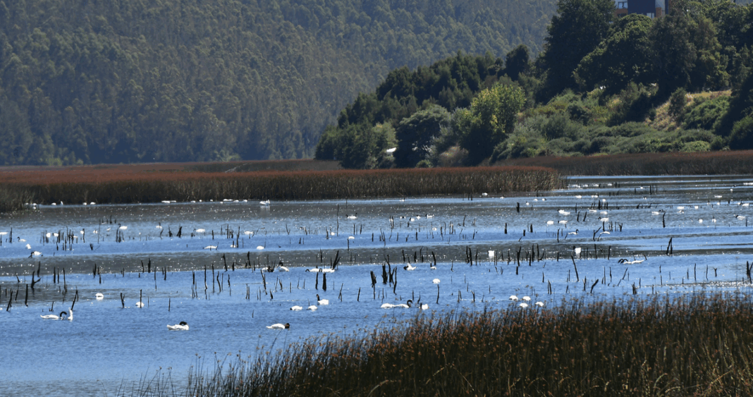 Santuario del Río Cruces y Chorocomayo: Postulando a la Red Ambiental más Grande del Mundo