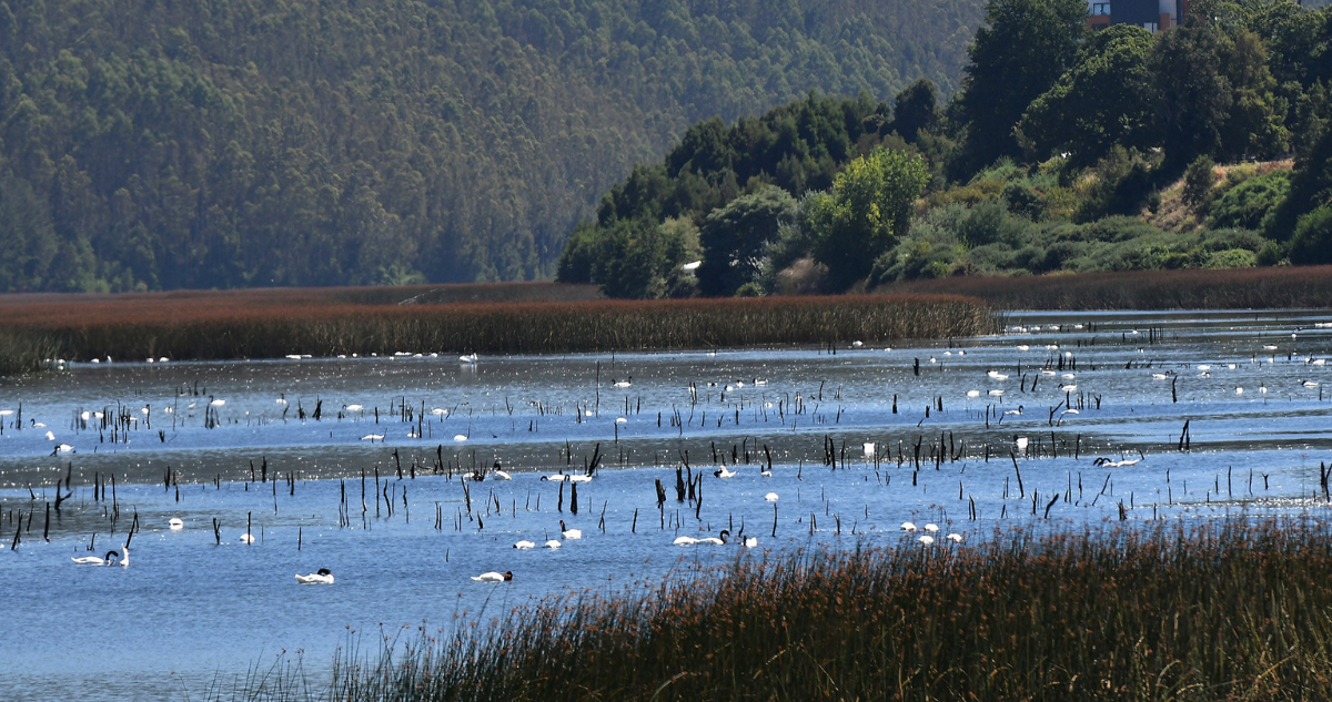 Santuario del Río Cruces y Chorocomayo: Postulando a la Red Ambiental más Grande del Mundo
