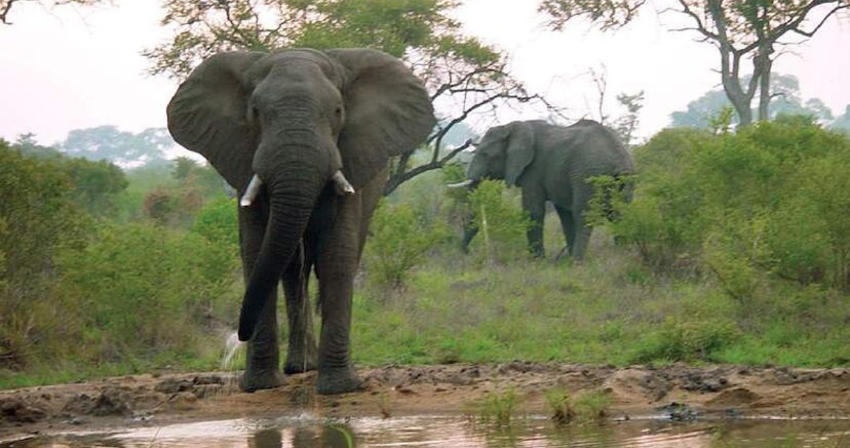 Trágico Encuentro en el Safari: Elefante Ataca Fatalmente a Dos Turistas en Zambia