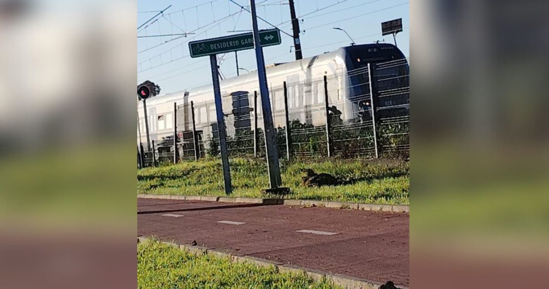 Trágico accidente en Talcahuano: Niño de 12 años atropellado por el Biotren