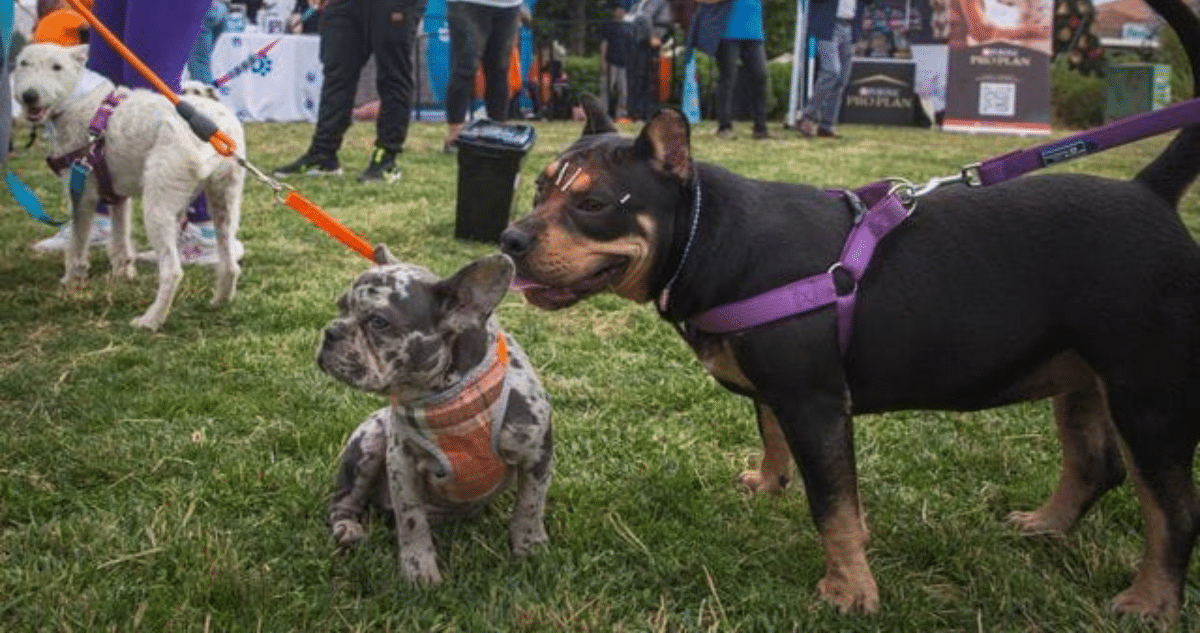 ¡Celebra la Expo Patitas: Diversión, Adopción y Cuidado Responsable de Mascotas!