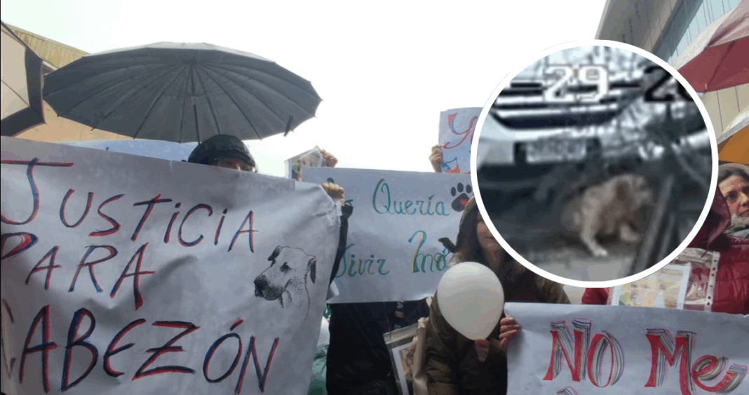 Abogado Atropella Perro Comunitario: Municipalidad Interpone Denuncia Criminal