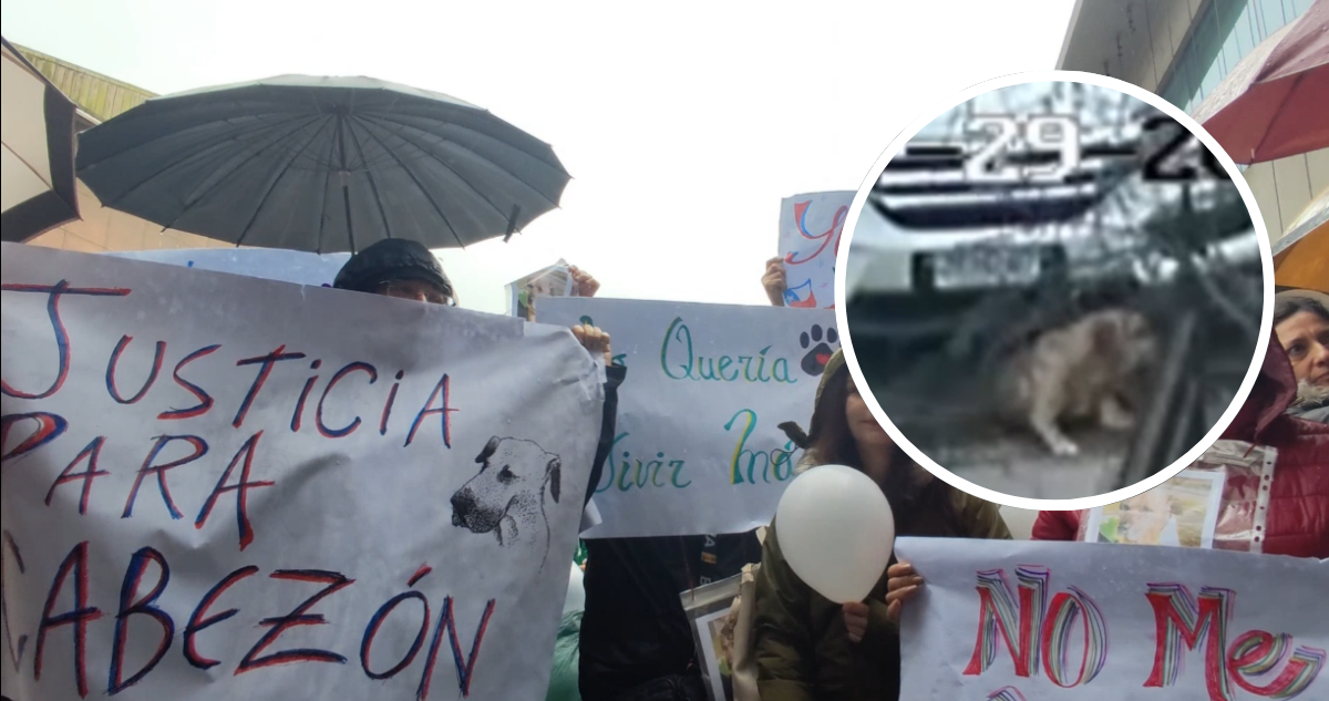 Abogado Atropella Perro Comunitario: Municipalidad Interpone Denuncia Criminal