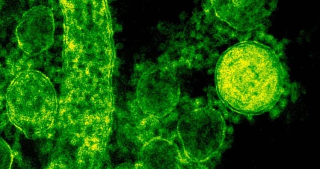 Alerta Mortal: Bacteria Carnívora Acecha en Aguas Costeras de EE.UU.