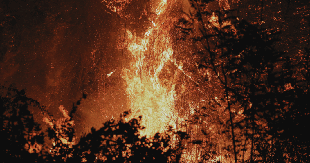 Alerta Roja en Alto Bío Bío: Incendio Forestal Amenaza la Reserva Nacional Ralco