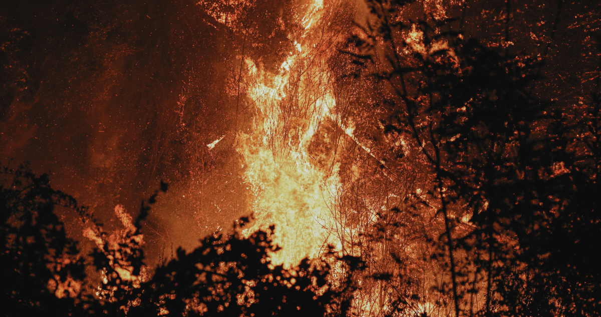 Alerta Roja en Alto Bío Bío: Incendio Forestal Amenaza la Reserva Nacional Ralco