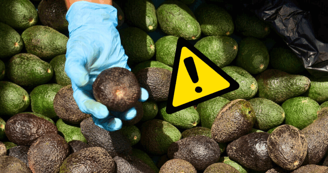 Alerta por Cadmio en Paltas Peruanas: Investigación y Preocupación en Países Importadores