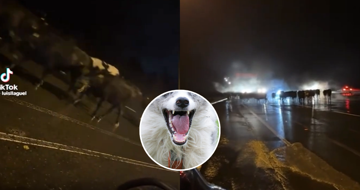Ataque de Perros Asilvestrados Provoca Estampida de Vacunos en Ruta 5 de Osorno
