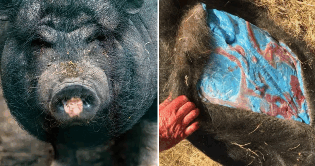 Cerdos Fluorescentes: Alerta por Peligroso Rodenticida en California