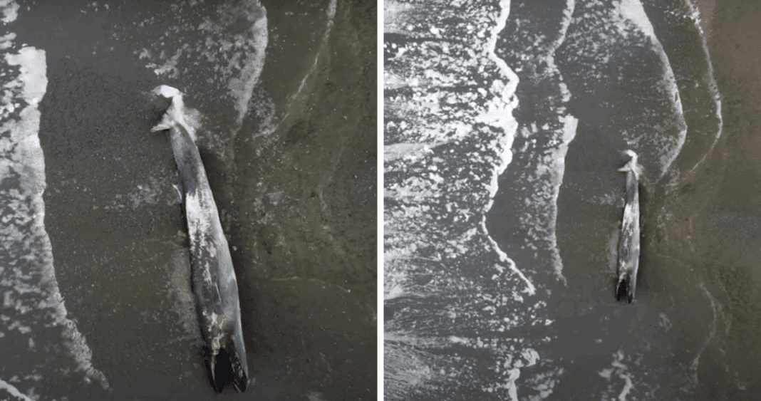 Descubren Ballena Varada de 17 Metros en Chiloé: Autoridades Advierten Mantener Distancia