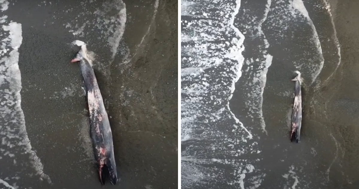 Descubren Ballena Varada de 17 Metros en Chiloé: Autoridades Advierten Mantener Distancia