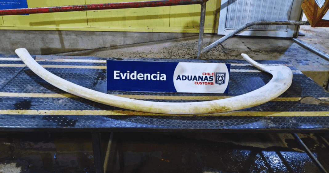 Descubren Contrabando de Costilla de Ballena de 2 Metros en Frontera Chileno-Argentina