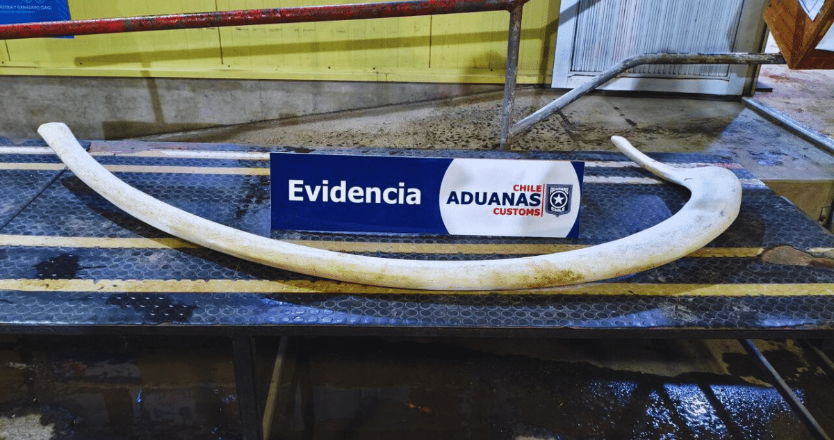 Descubren Contrabando de Costilla de Ballena de 2 Metros en Frontera Chileno-Argentina