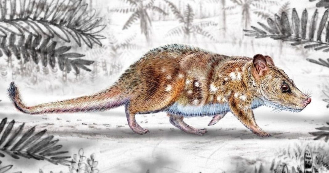 Descubren Fósil de Mamífero Ancestral que Coexistió con los Dinosaurios