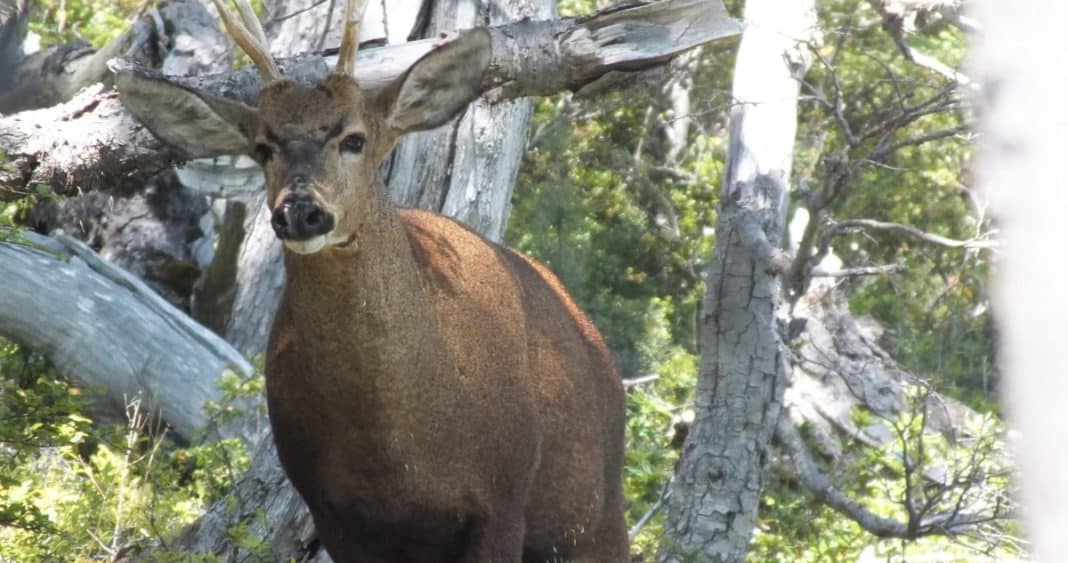 Descubren Nuevas Poblaciones de Huemules en Reserva Futaleufú: Esperanza para una Especie en Peligro
