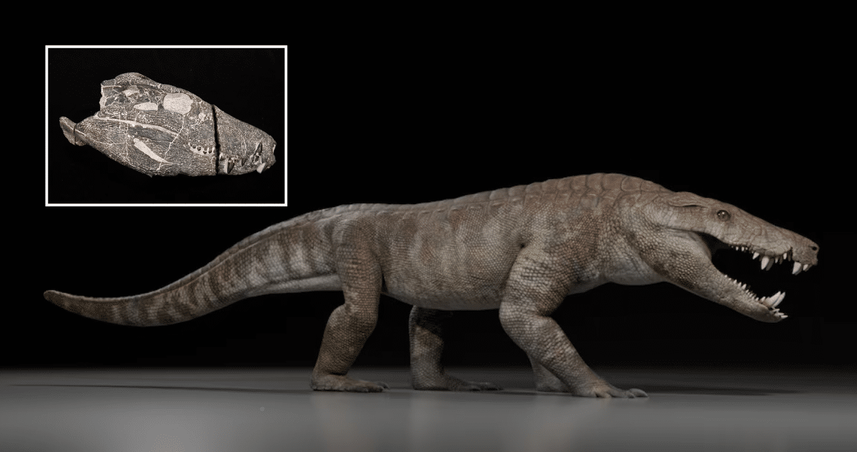 Descubren al Kostensuchus atrox, uno de los mayores depredadores de la Patagonia que cazaba dinosaurios