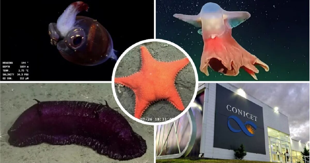 Descubrimientos Fascinantes en las Profundidades del Mar Argentino: Especies Icónicas y Ecosistemas Vulnerables