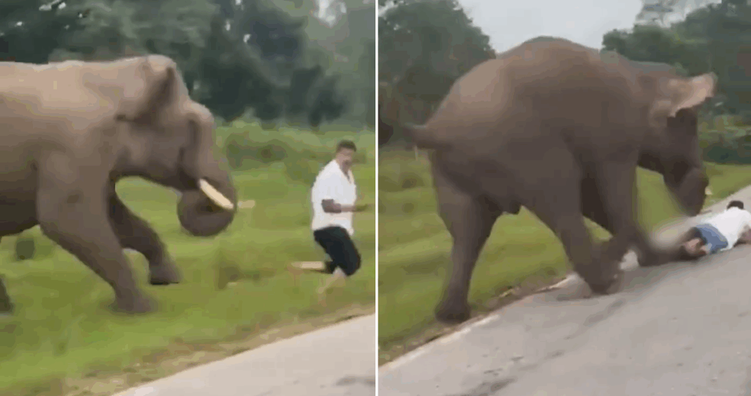 Elefante Furioso Ataca a Turista Imprudente que Buscaba Selfie