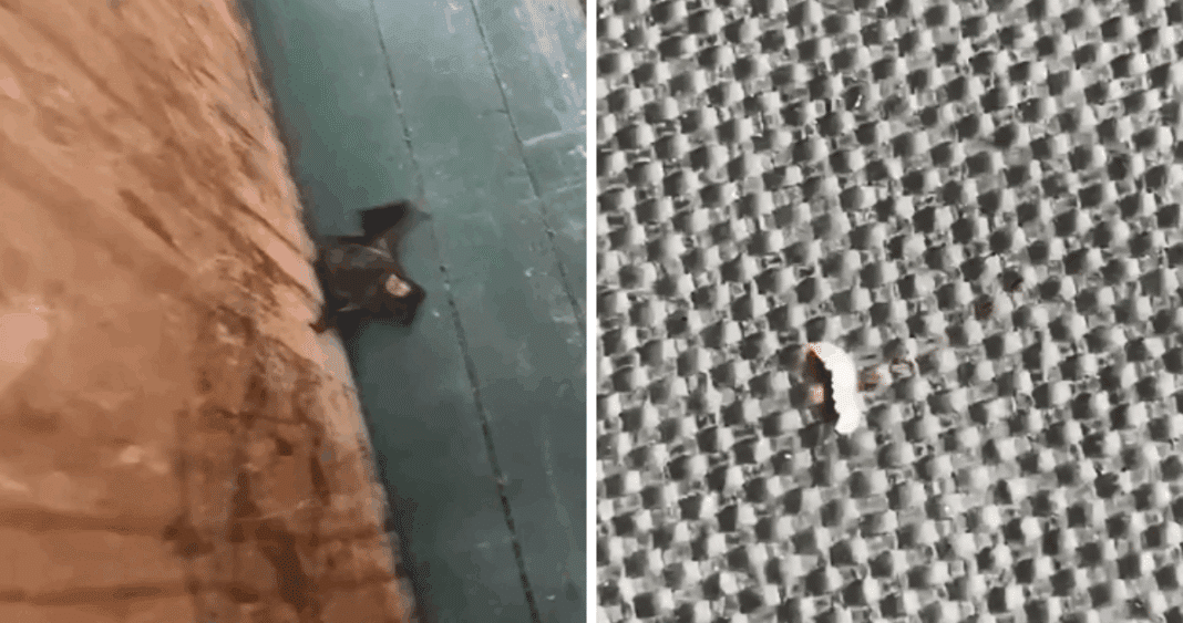 Escuela Pampa Ríos: Cuando las Larvas y los Murciélagos Invaden las Aulas