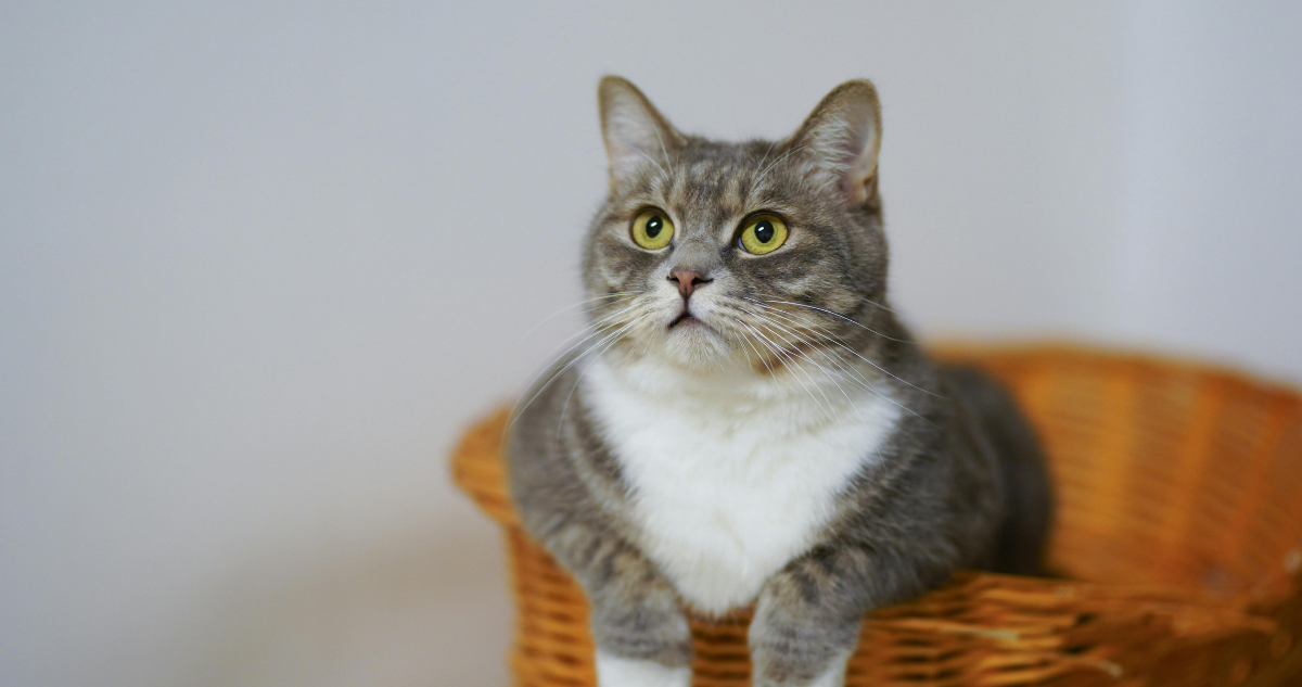 Gatos con demencia: la clave para entender y tratar el Alzheimer en humanos