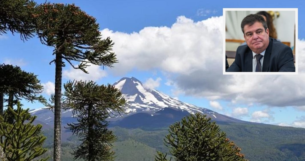 Gobierno Admite Errores y Revierte Autorización de Tala de Emblemáticas Araucarias en La Araucanía