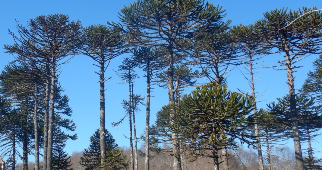 Gobierno autoriza tala de 96 araucarias protegidas para mejorar rutas en La Araucanía