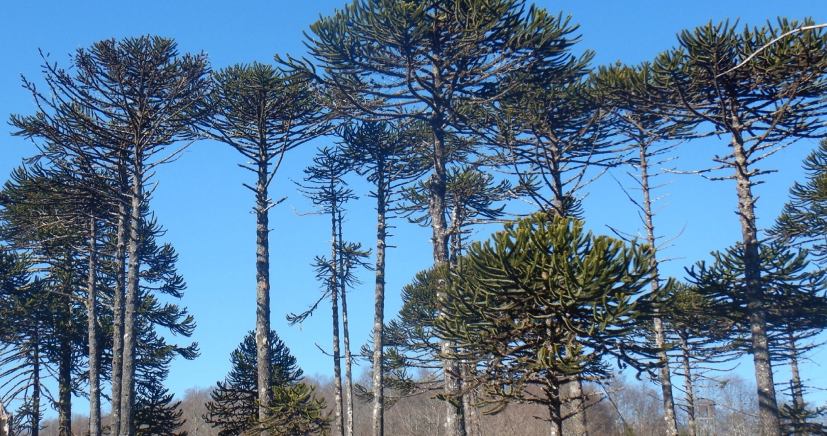 Gobierno autoriza tala de 96 araucarias protegidas para mejorar rutas en La Araucanía