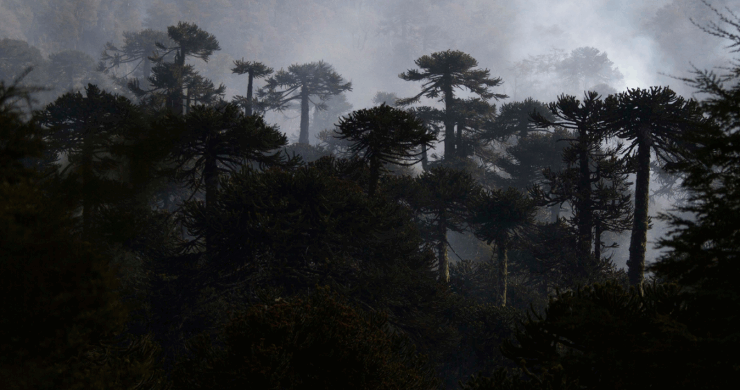 Gobierno da marcha atrás y protege las araucarias de La Araucanía