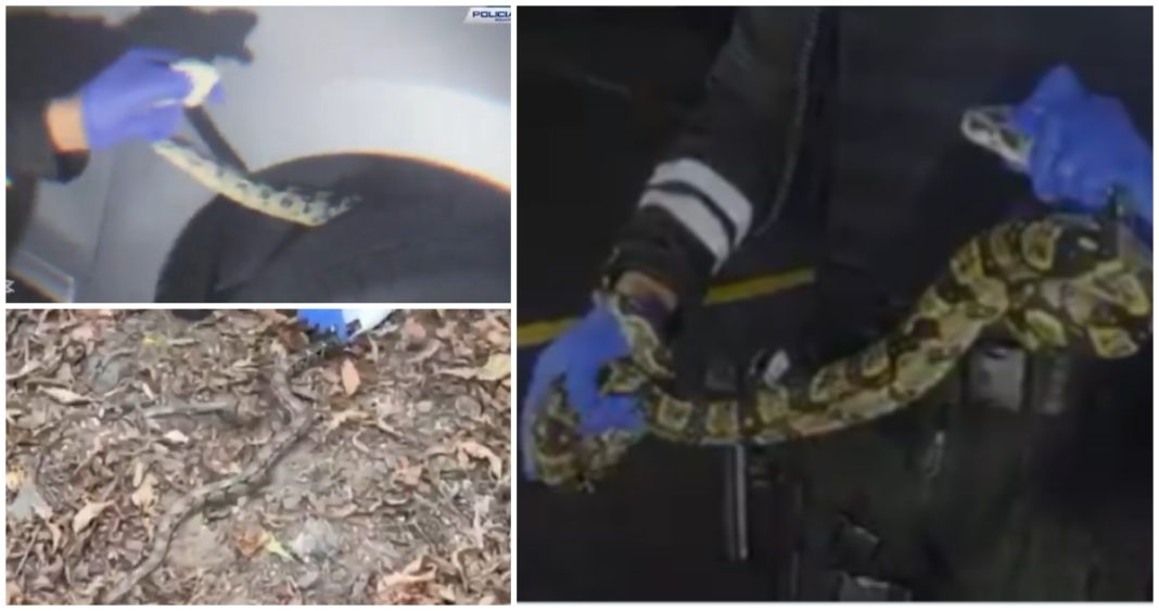 Heroica Intervención Policial: Rescatan Boa Gigante Oculta en Estacionamiento