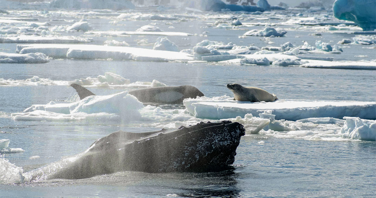 Heroicas Ballenas Jorobadas: Defensoras Inesperadas de Otras Especies