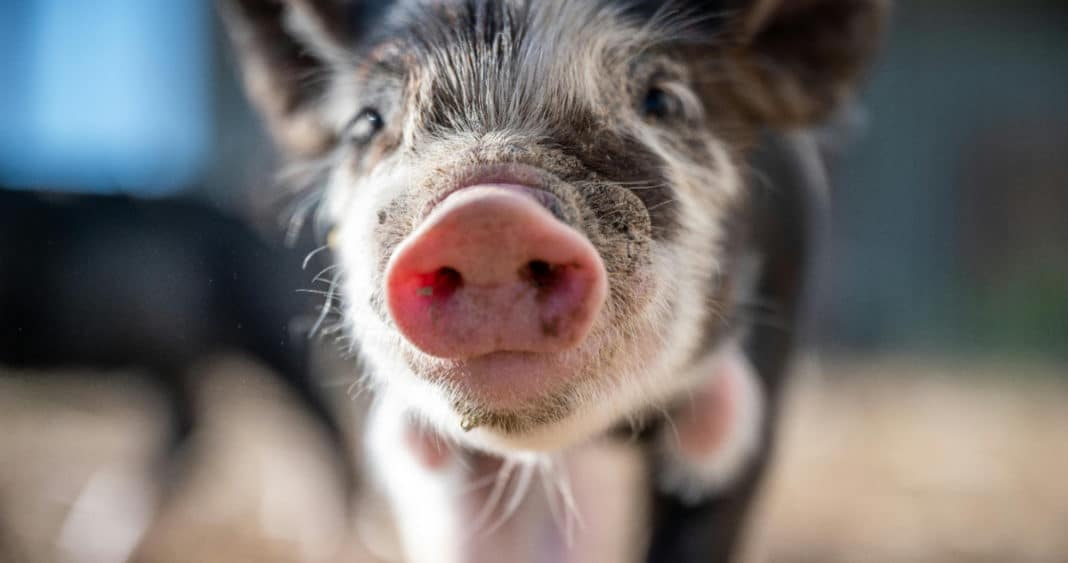 Hito Médico: Pulmón de Cerdo Trasplantado con Éxito a Paciente Humano