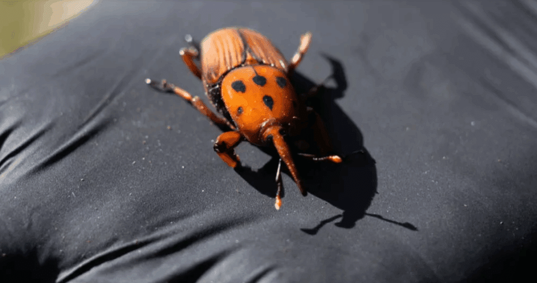 La Amenaza del Picudo Rojo: Cómo Sudamérica Enfrenta la Devastadora Plaga de las Palmeras