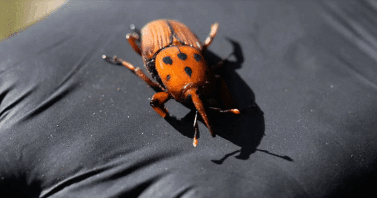 La Amenaza del Picudo Rojo: Cómo Sudamérica Enfrenta la Devastadora Plaga de las Palmeras
