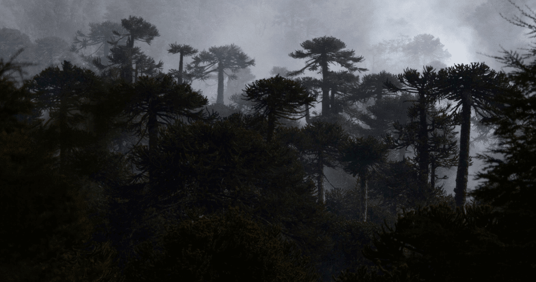 La Verdad Sobre los Bosques Nativos de Chile: Cómo las Predicciones Catastróficas del Pasado Contrastan con la Realidad Actual