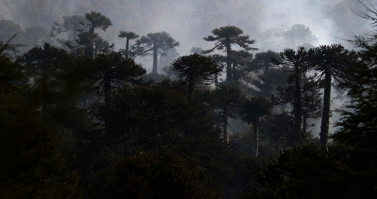 La Verdad Sobre los Bosques Nativos de Chile: Cómo las Predicciones Catastróficas del Pasado Contrastan con la Realidad Actual