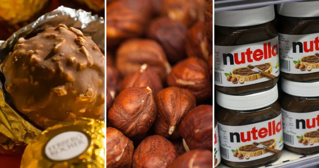 La crisis de las avellanas: un golpe para los amantes de la Nutella