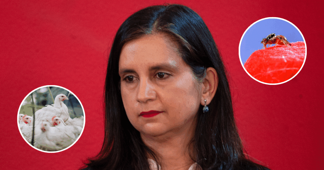 Ministra de Agricultura Enfrenta Desafíos Clave: Influenza Aviar y Mosca de la Fruta