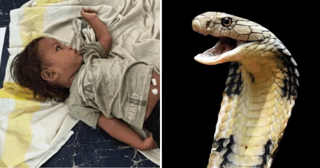 Niño de 2 años vence a una cobra venenosa con un mordisco letal